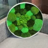 Round mixed green moss wall art in a white circular frame resting on a gray wicker armchair