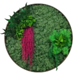 Round Moss Picture with Reindeer Moss and Plants