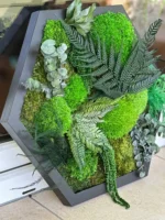 Live Hexagon Moss Picture – Unique Plant Arrangement - Image 9