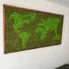 photo_2024-11-21_17-23-25_result.webp Framed reindeer moss world map with light green continents on dark moss, mounted on a white wall.