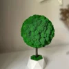 Spherical green lichen moss topiary tree with dark wooden trunk in a white geometric planter
