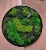 Real Moss Wall Art: Round with Moss & Fern