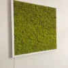 Square green reindeer moss wall art in a white frame mounted on a plain white wall