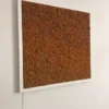 Rust orange reindeer moss wall art in a white frame mounted on a wall with power cord