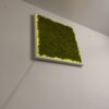 Square green reindeer moss wall art in a white frame with yellow LED backlighting mounted on a white wall.