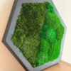 photo_2025-09-17_09-10-47_result.webp Side angle of black hexagonal wood frame moss art showing dimensional bun moss and fine moss texture.