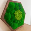 Hexagonal moss wall art featuring green ball and reindeer moss in a dark wood frame, angled on a wooden surface.