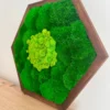 Side view of dark wood hexagonal frame filled with green ball moss and light green reindeer moss on table
