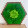Hexagonal dark brown wood frame with green preserved moss and light green center displayed on wood desk