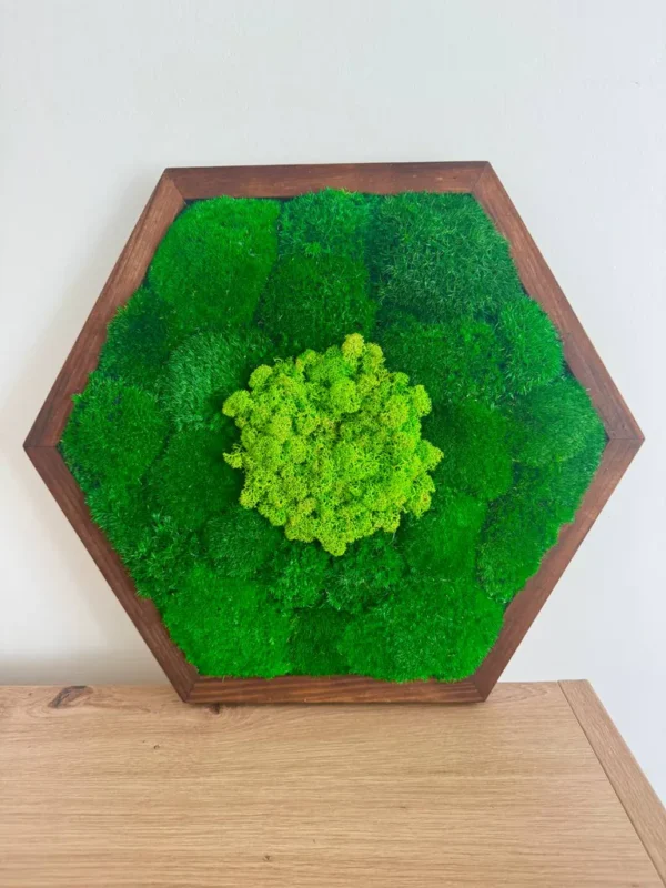 Hexagon Moss Wall Art with Ball Moss and Reindeer Moss - Image 3