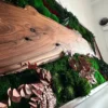 Close-up of moss wall art with natural live-edge walnut wood, green bun moss, and bronze preserved ferns.