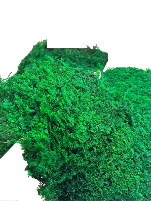 Farn Moss | Decorative Moss - Box 2.5 kg - Image 2