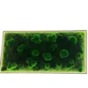 Horizontal rectangular moss wall art featuring green ball and flat moss with perimeter LED lighting
