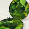 Two round black frames filled with preserved green moss and small foliage on a white surface.