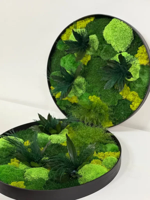Two round black frames filled with preserved green moss and small foliage on a white surface.