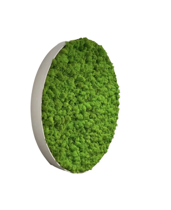 Ekomoss Round DIY Moss Picture Set – Reindeer Moss - Image 13