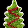 Front view of white wooden Christmas tree decoration filled with green reindeer moss and red moss diagonal stripes