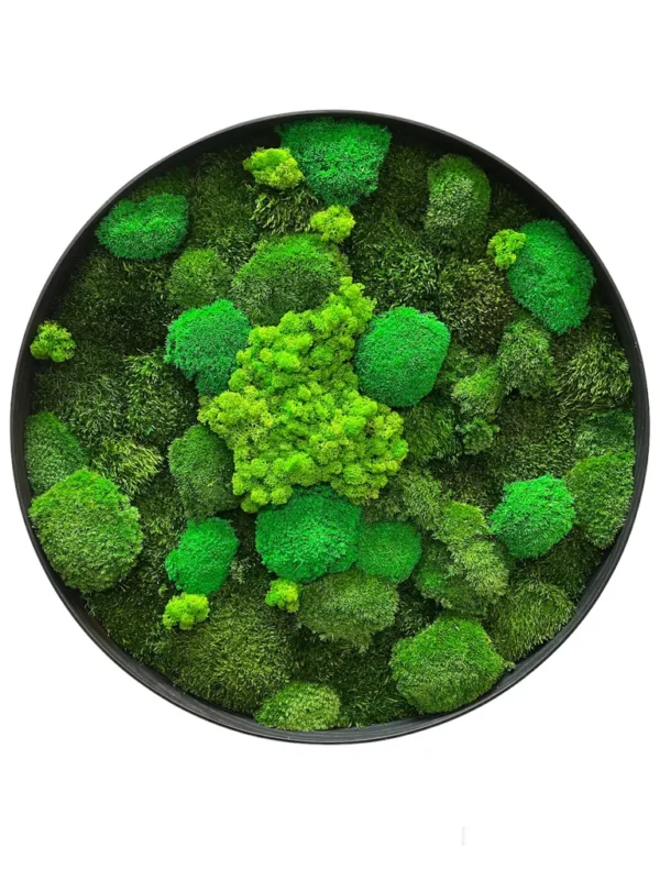 Round Moss Wall Art with Mixed Moss (Reindeer, Ball, Siberian) - Image 3