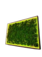 Moss Wall Art with Cushion Moss and LED Lighting
