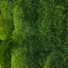 Stabilized moss wall panel with dense natural texture
