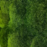 Moss Panel with Provence Moss