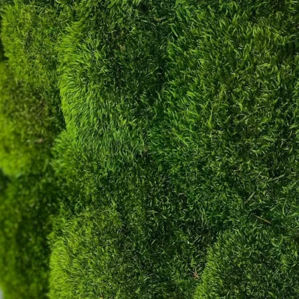 Stabilized moss wall panel with dense natural texture