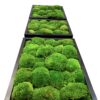 Three black-framed preserved ball moss panels arranged in a row from a low perspective