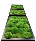 XXL Moss Wall Art – Giant Cushion Moss Picture - Image 3