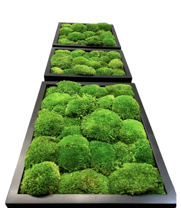 XXL Moss Wall Art – Giant Cushion Moss Picture - Image 3