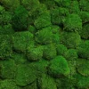 Green ball moss wall panel with dense, rounded cushions creating a dimensional textured surface.