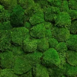 Moss Panel with Ball Moss - Image 5