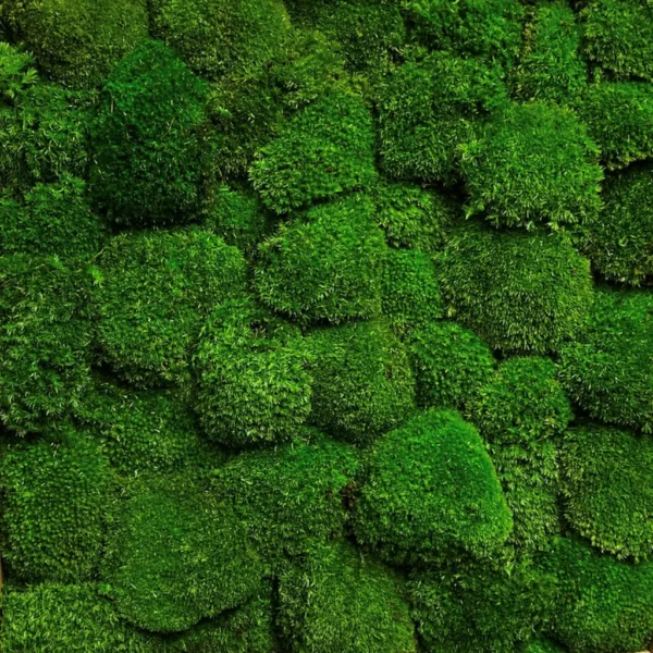 Moss Panel with Ball Moss - Image 5