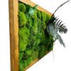 photoroom-20230129-110459.jpg Side angle view of wooden frame featuring dimensional green ball moss and protruding dark fern leaves.