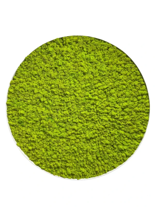 XXL Moss Wall Art with Iceland Moss - Image 3