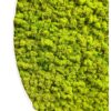 Close-up of circular moss wall art filled with textured spring green reindeer moss and a thin white frame
