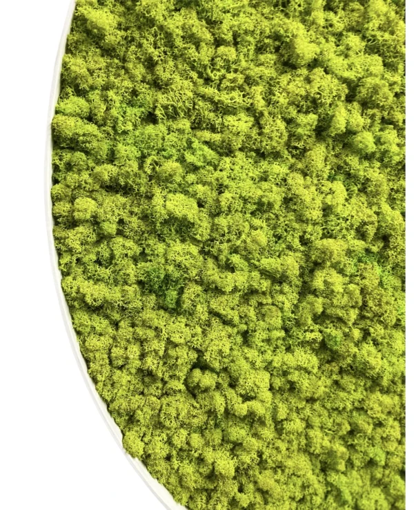 Ekomoss Round DIY Moss Picture Set – Reindeer Moss - Image 10