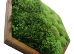 Hexagon Moss Wall Art with Reindeer Moss and Provence Moss - Image 6