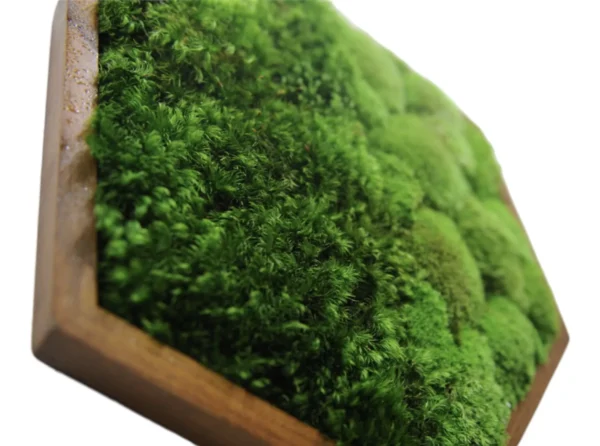 Hexagon Moss Wall Art with Reindeer Moss and Provence Moss - Image 6