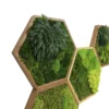 Angled view of multiple hexagonal wooden wall panels filled with preserved moss and Rose of Jericho