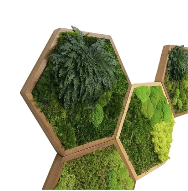 Hexagon Moss Wall Art with Moss and Rose of Jericho - Image 2