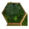 Hexagonal moss wall art with preserved Rose of Jericho in a wooden frame