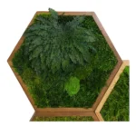 Hexagon Moss Wall Art with Moss and Rose of Jericho