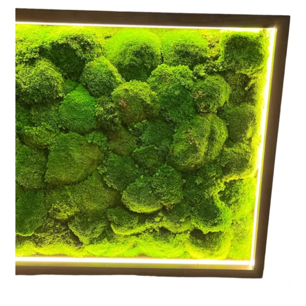 Moss Wall Art with Cushion Moss and LED Lighting - Image 2