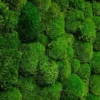 Stabilized moss wall panel featuring dense ball moss texture.