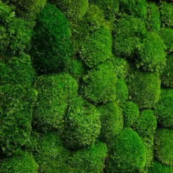 Moss Panel with Ball Moss