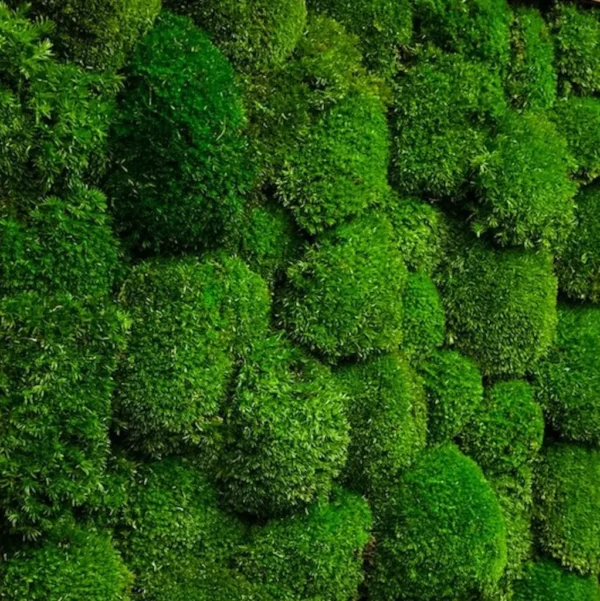 Stabilized moss wall panel featuring dense ball moss texture.