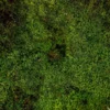 Stabilized flat moss wall panel surface texture