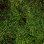 Moss Panel with Sheet Moss