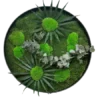 Round moss wall art featuring preserved botanicals and sunburst foliage designs in a circular frame.