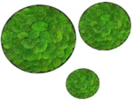 Round Moss Wall Art 3-Piece Set - Reindeer Moss Circles - Image 3
